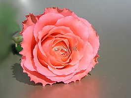 玫瑰,花,花瓣