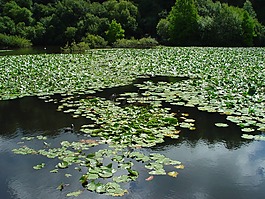 布列斯特,植物園,湖