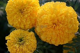花,黃色,橙