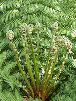 蕨類,廠,蕨菜