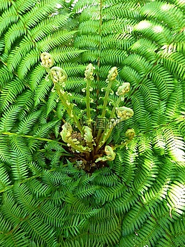 蕨類,廠,蕨菜
