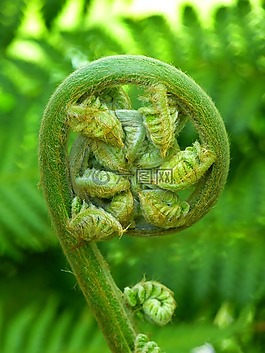 蕨類,廠,蕨菜