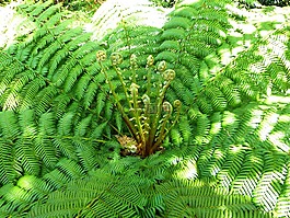 蕨類,廠,蕨菜