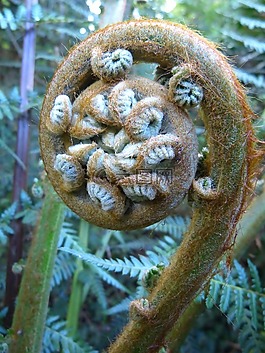 蕨類,廠,蕨菜