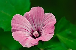 性質(zhì),花卉,植物