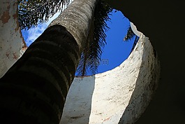 棕櫚樹(shù),樹(shù),高大