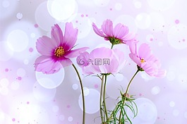 kosmee,鲜花,lichtspiel