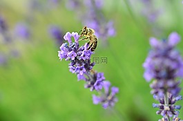 熏衣草,蜜蜂,紫