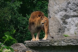 獅子,動物,性質(zhì)