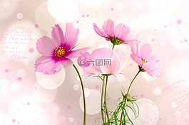 kosmee,花,鲜花