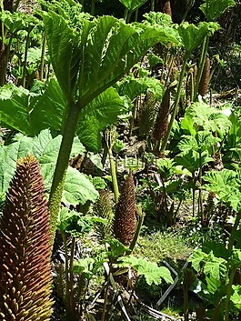 猛犸象表,gunnera manicata,叶子