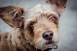 狗,動物,寵物