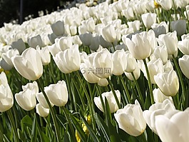 郁金香,鮮花,白
