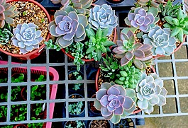 石玫瑰,花,厂