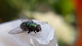 昆蟲(chóng),飛,翼