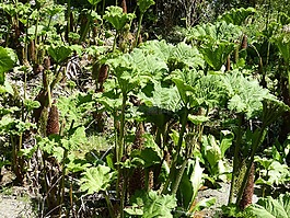 猛犸象表,gunnera manicata,叶子