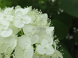 繡球花,白花,落葉