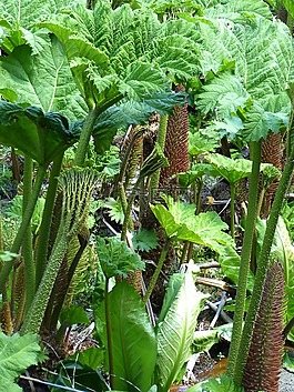 猛犸象表,gunnera manicata,叶子