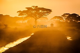 樹,植物,自然
