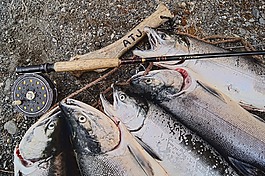 三文魚,阿拉斯加州,釣魚