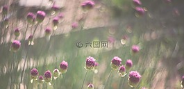 鮮花,春,花園