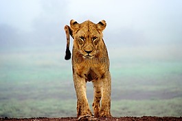 獅子,動(dòng)物,野生動(dòng)物