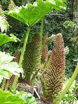 猛犸象表,gunnera manicata,叶子
