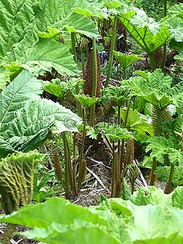 猛犸象表,gunnera manicata,叶子