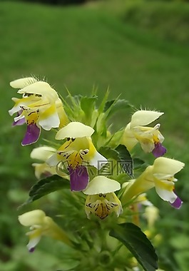 草藥,蕁麻,性質(zhì)