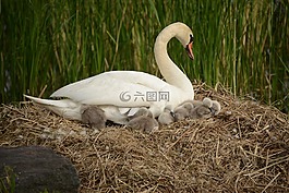 天鵝,鴨,鳥