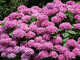 粉色花,性質(zhì),灌木