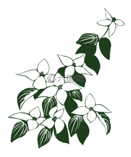 山茱萸照,山茱萸,鮮花