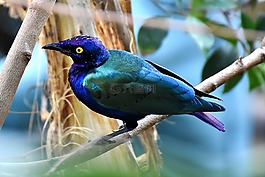 erzglanz星,lamprotornis chalcurus,麻雀鸟