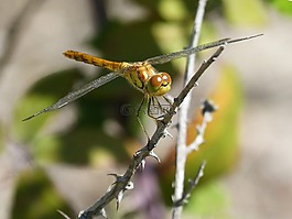 蜻蜓,金色蜻蜓,昆蟲