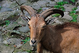 動(dòng)物,角,性質(zhì)