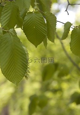 大自然,木材,濕巾