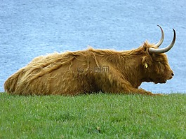 牛肉,蘇格蘭高地牛,牛