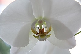蘭花,花,關(guān)閉