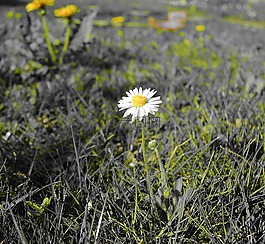 雛菊,植物群,花