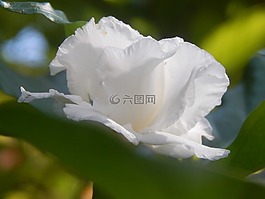 花,白,栀