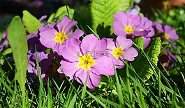 報(bào)春花,鮮花,紫