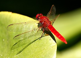 蜻蜓,昆蟲,紅色