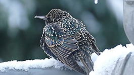 鳥,冬天,性質(zhì)