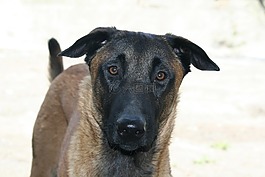 狗,動(dòng)物,瑪利諾犬