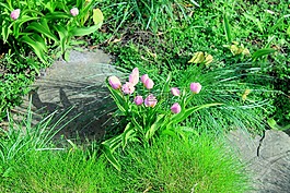 郁金香,花園,春天