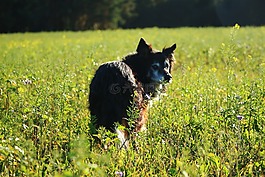 狗,邊框,邊境牧羊犬