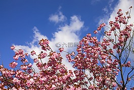 櫻花,himel,云