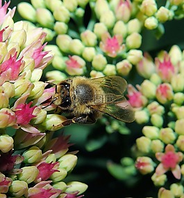 蜜蜂,開(kāi)花,關(guān)閉