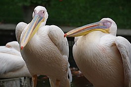 佩利坎,動物園,鳥
