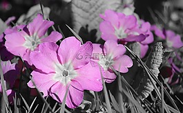 報(bào)春花,紫,鮮花